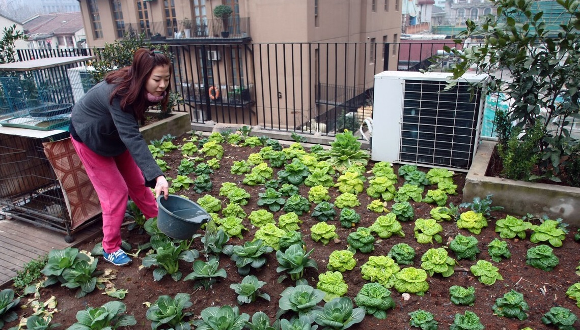 广州蔬菜配送教你如何规划家庭小菜园 种植哪些蔬菜 广州首宏蔬菜配送公司